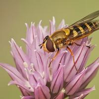 Hoverfly - Syrphus ribesii 1 